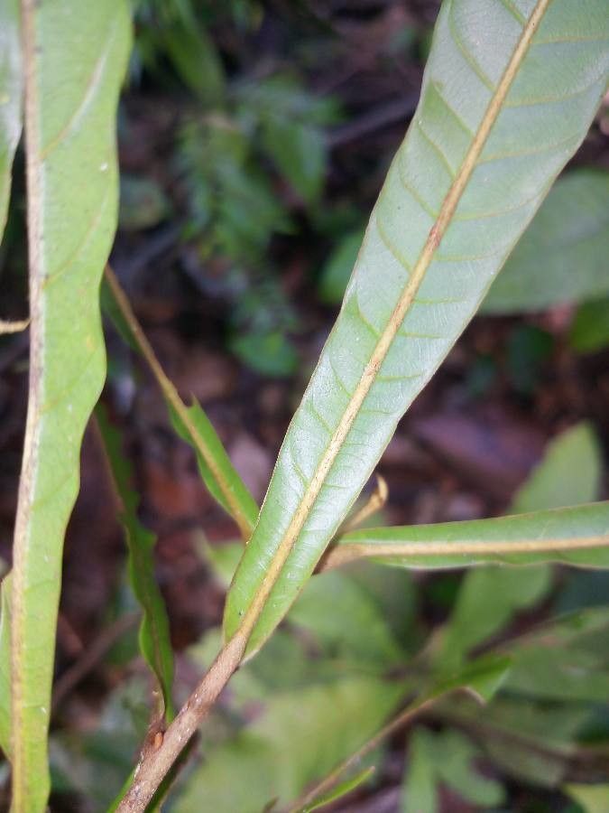 Chrysophyllum cuneifolium — houseplant care guide