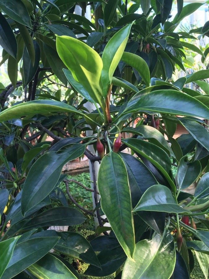 Kandelia candel — houseplant care guide