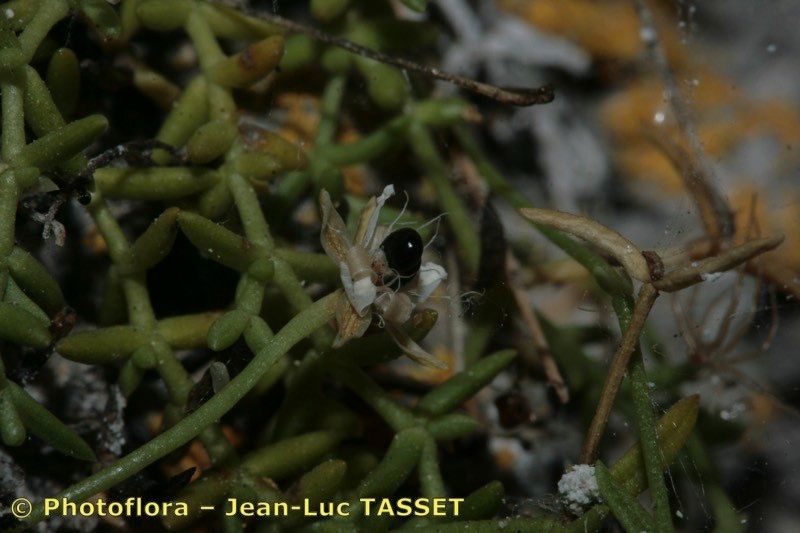 Moehringia sedoides fruit