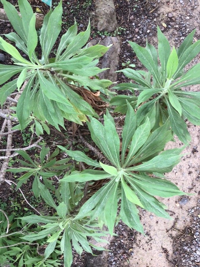 Pterocephalus dumetorus — related species from the same genus