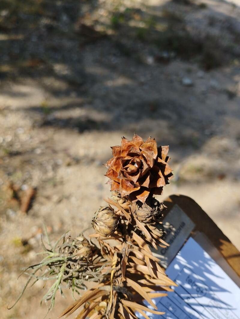 Cunninghamia lanceolata flower