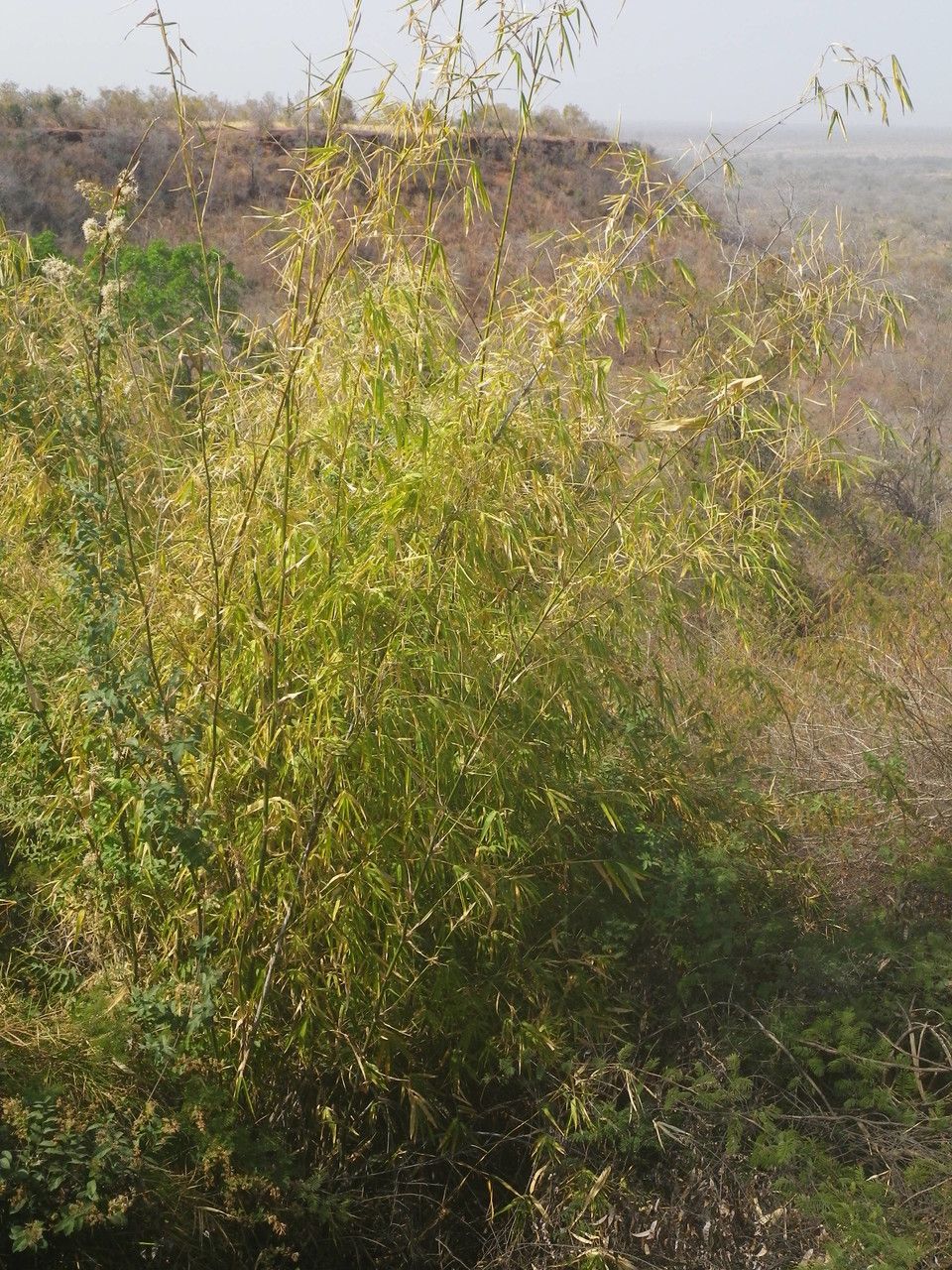Oxytenanthera abyssinica habit