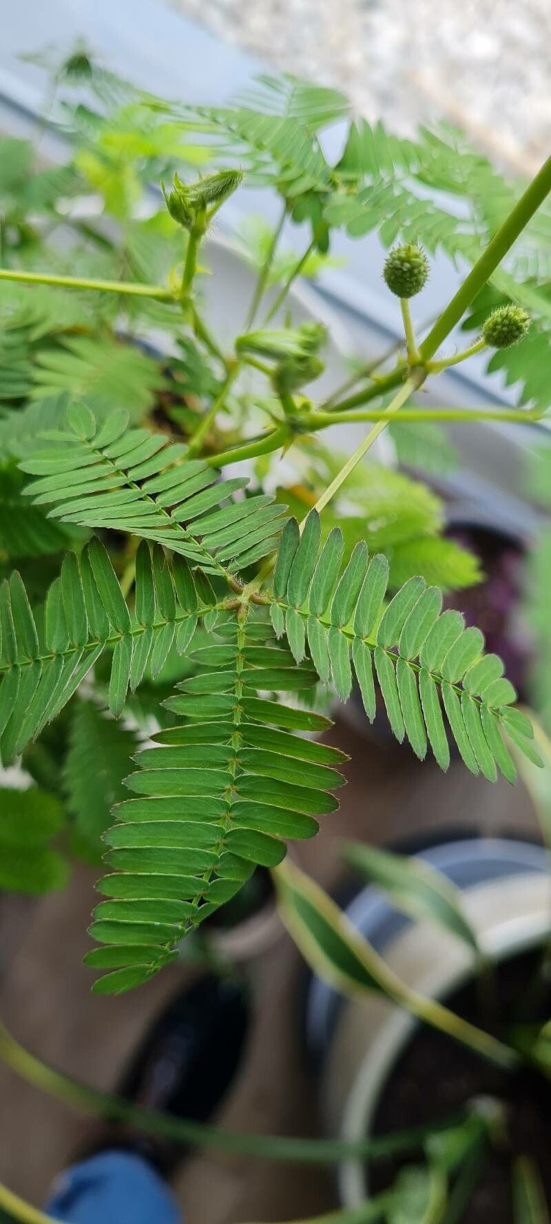 Mimosa sensitiva leaf