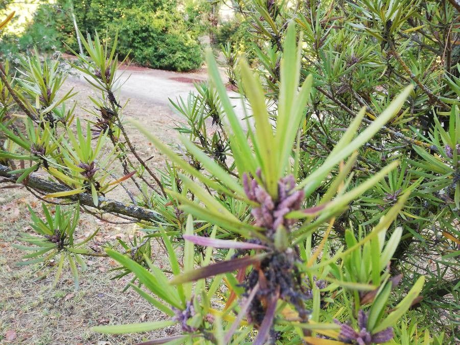 Podocarpus novae-caledoniae fruit