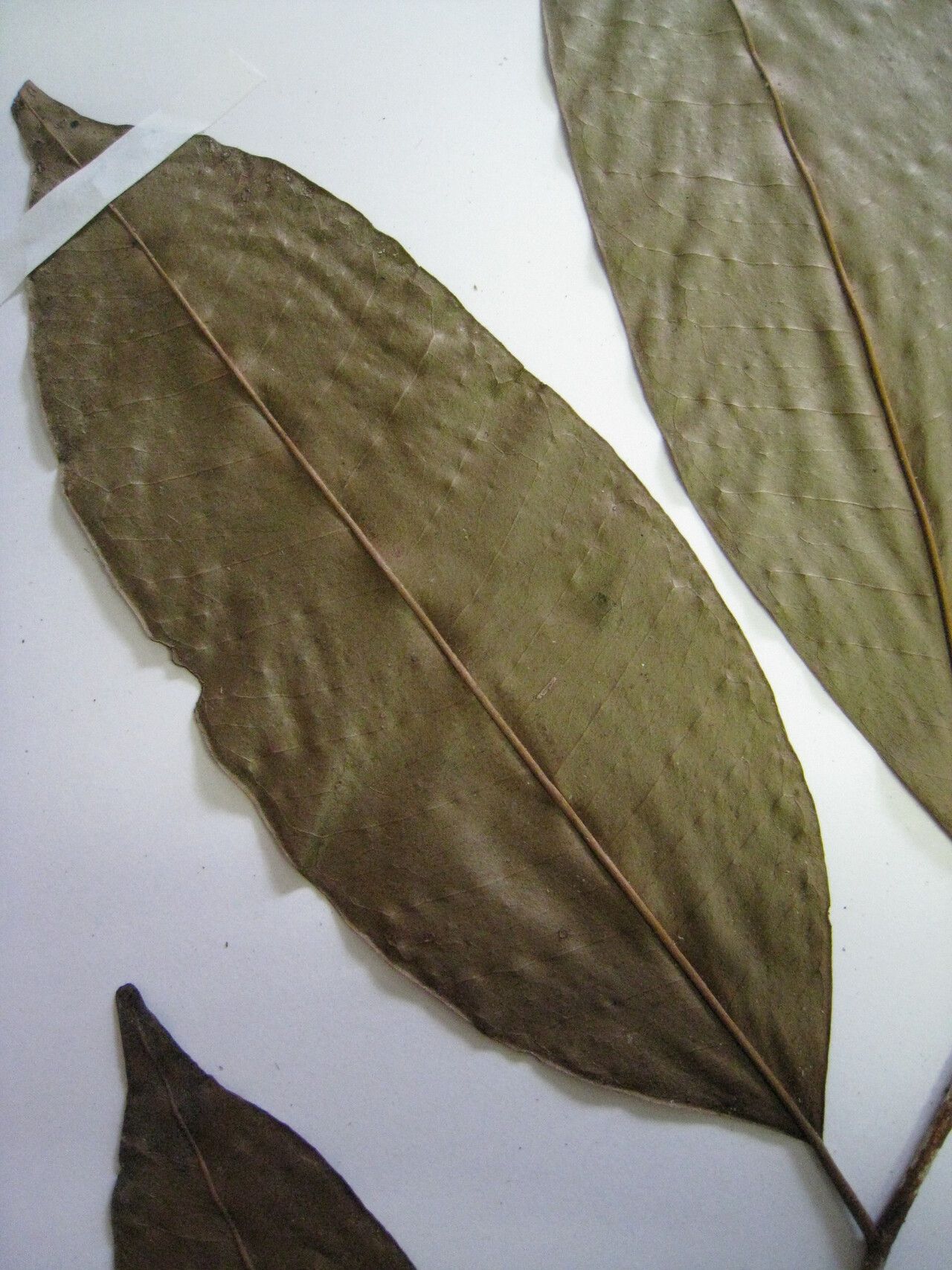 Chrysophyllum argenteum other