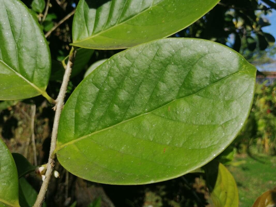 Diospyros areolata — search result for 'Ebenaceae'