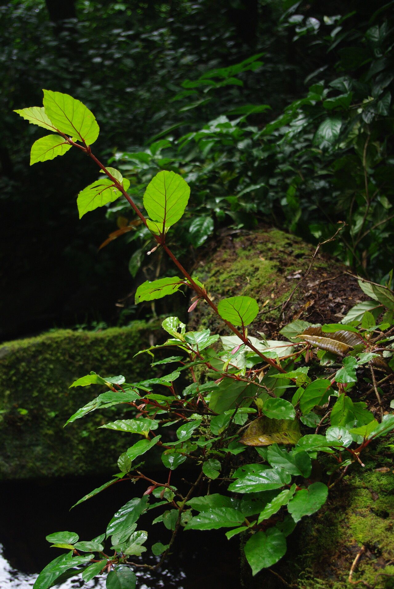 Begonia fusialata habit