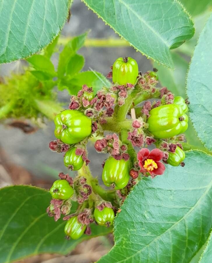 Jatropha excisa fruit