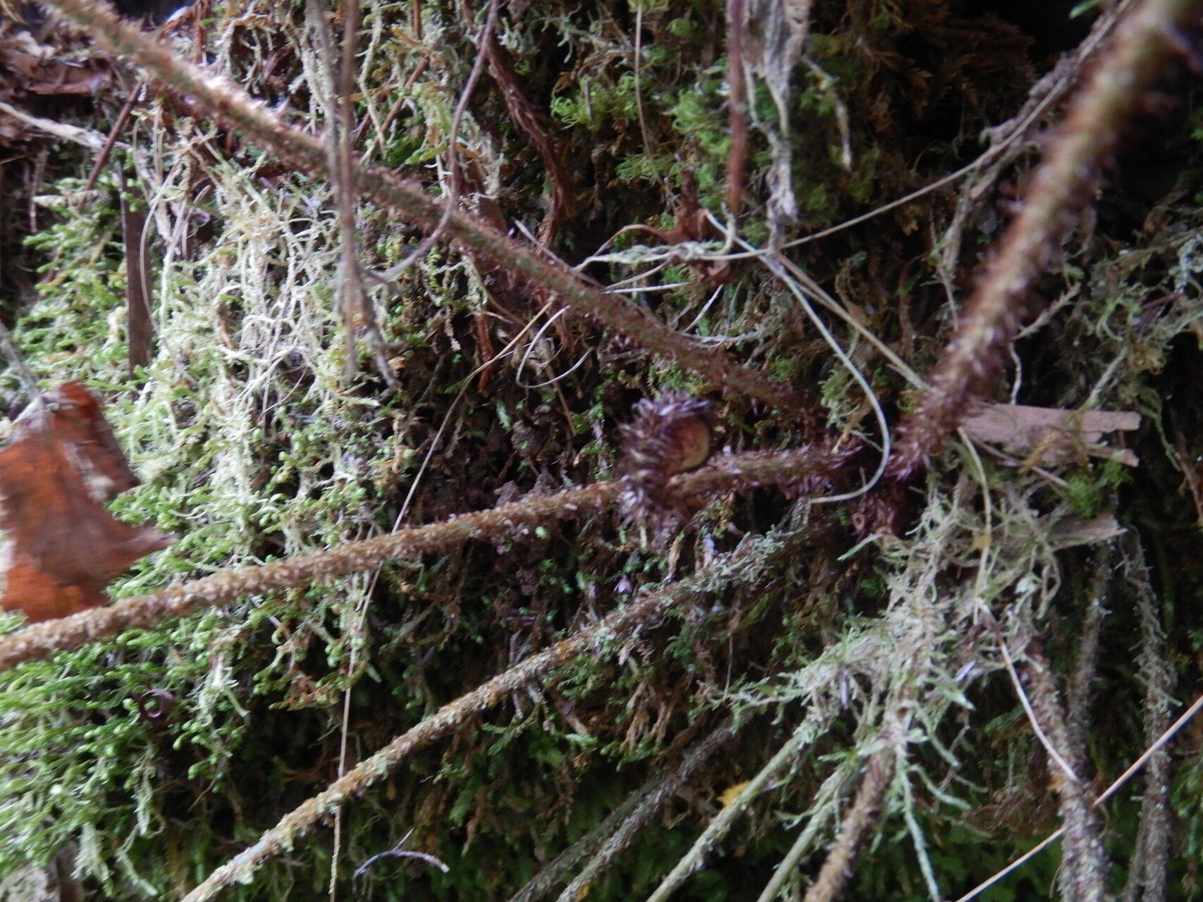 Elaphoglossum splendens bark
