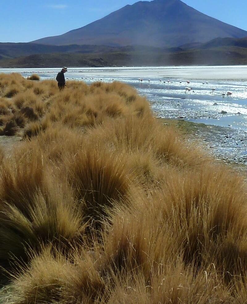 Deschampsia eminens — houseplant care guide