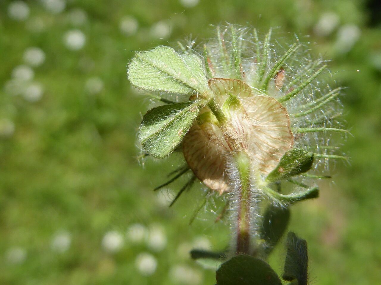 Trifolium cherleri flower