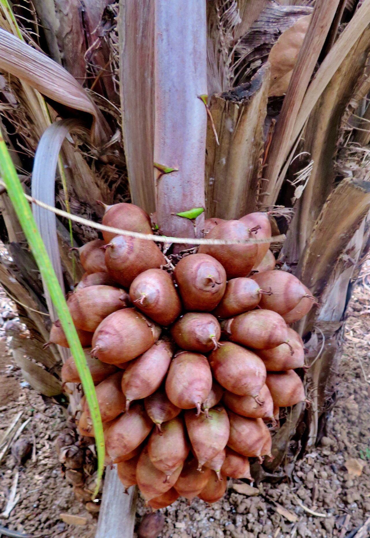 Attalea exigua fruit