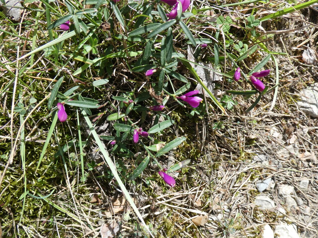 Polygala vayredae — search result for 'Polygalaceae'
