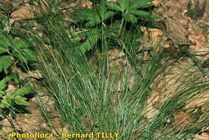 Carex fritschii — houseplant care guide