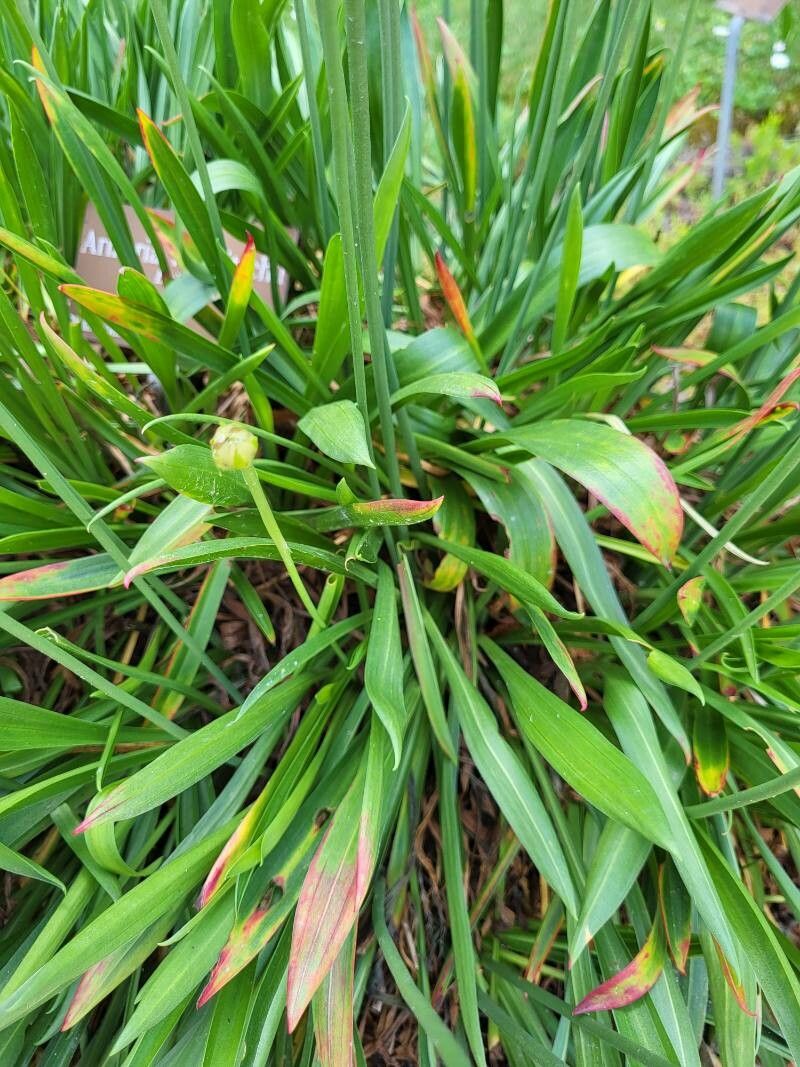Armeria welwitschii — search result for 'Plumbaginaceae'