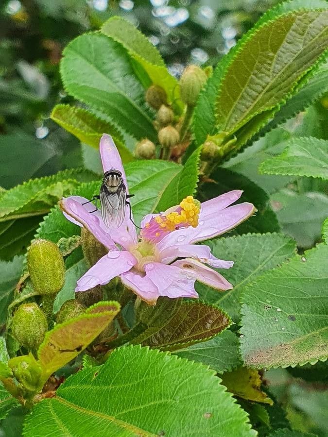 Grewia similis flower