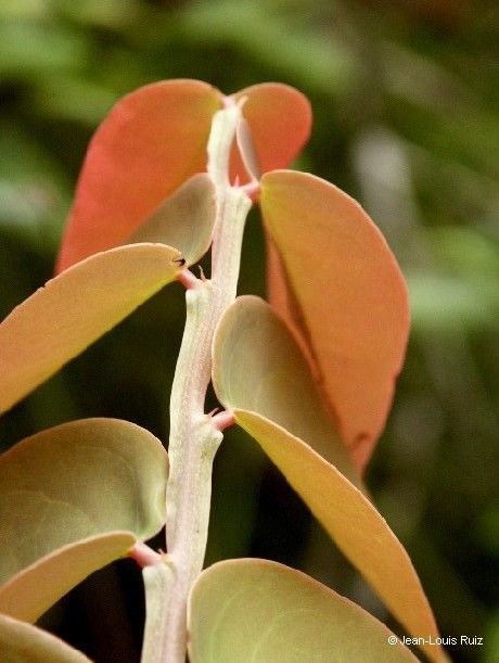 Phyllanthus tireliae bark
