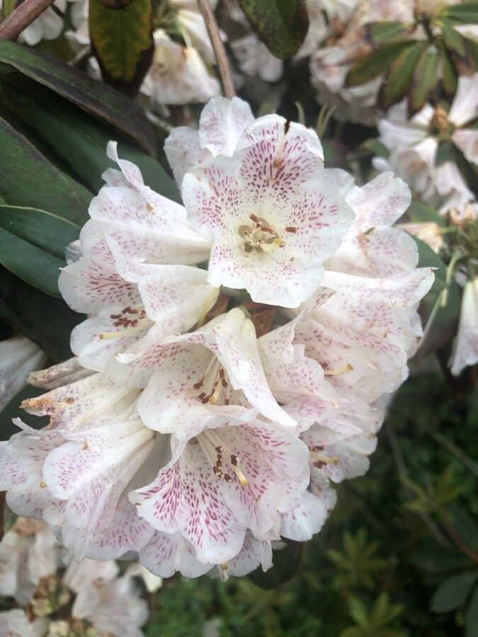 Rhododendron irroratum flower
