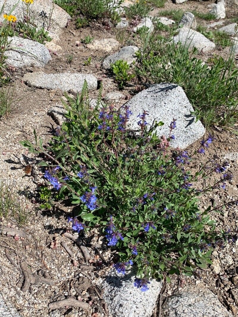 Penstemon humilis flower
