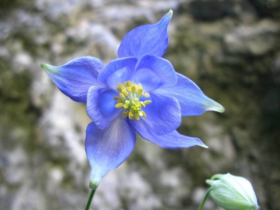 Aquilegia champagnatii flower