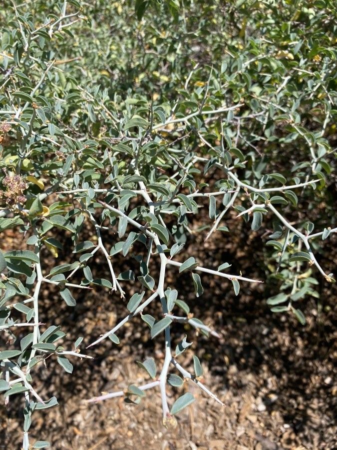 Ceanothus cordulatus — related species from the same genus
