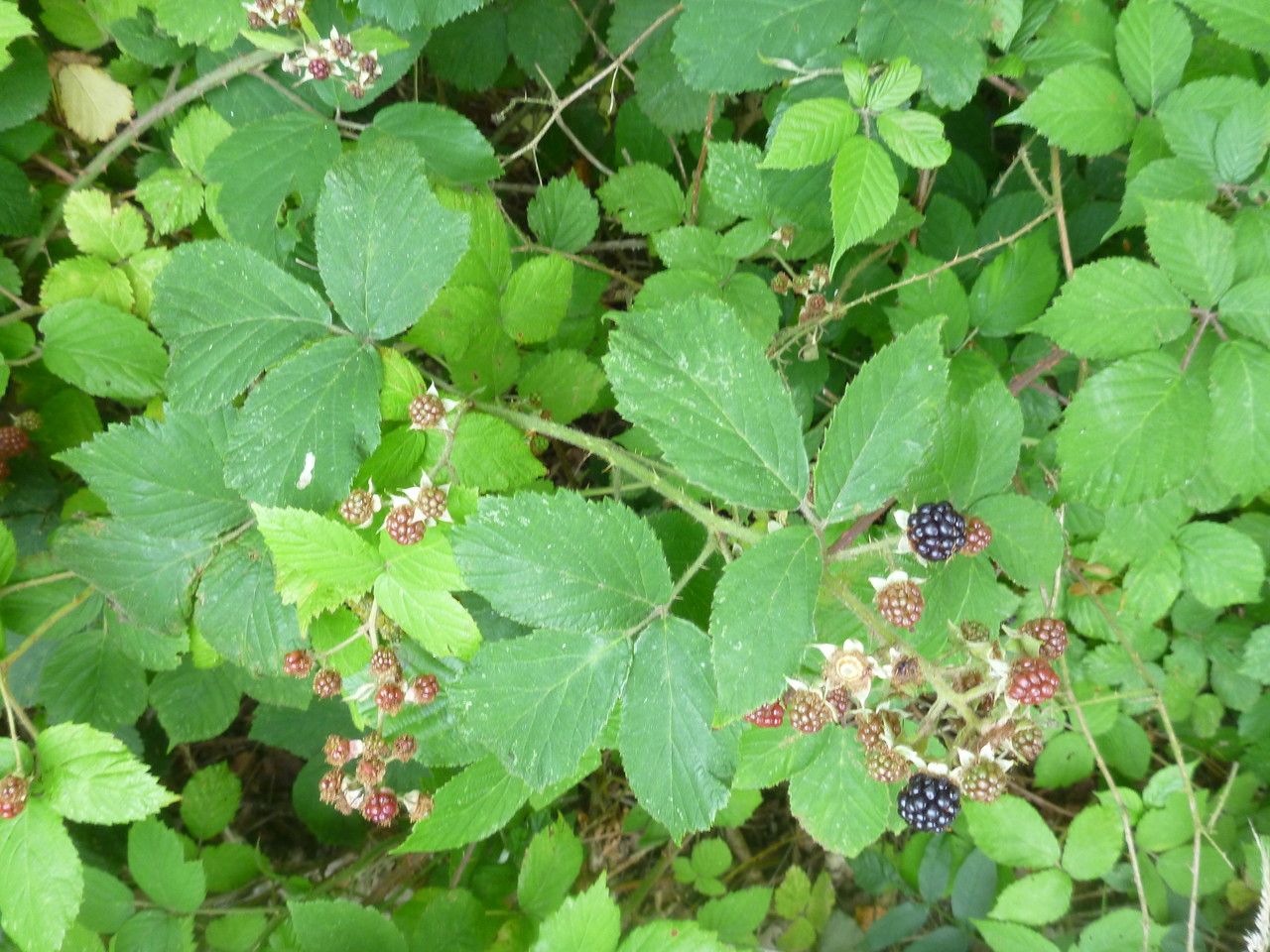 Rubus pallidus flower