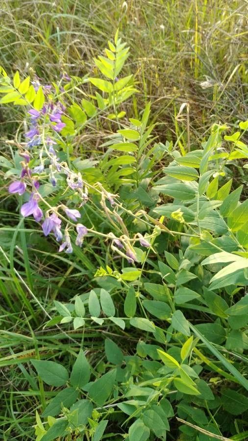 Galega orientalis flower