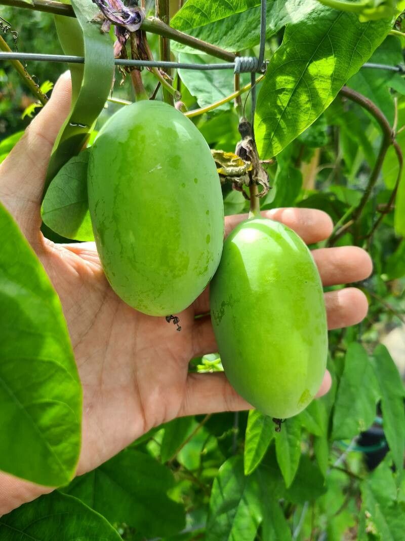 Passiflora loefgrenii fruit