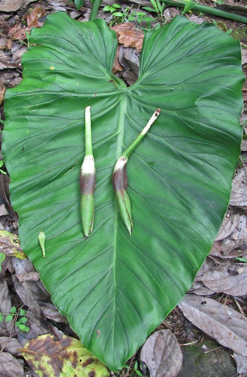 Philodendron dodsonii — houseplant care guide