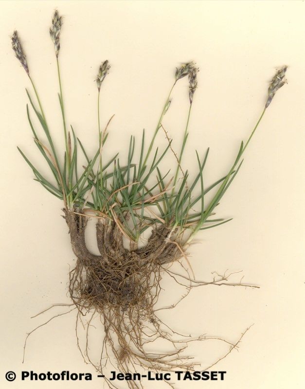 Sesleria insularis habit