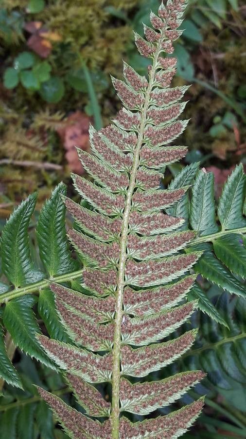 Polystichum lonchitis flower