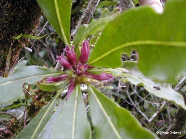 Pittosporum paniense flower