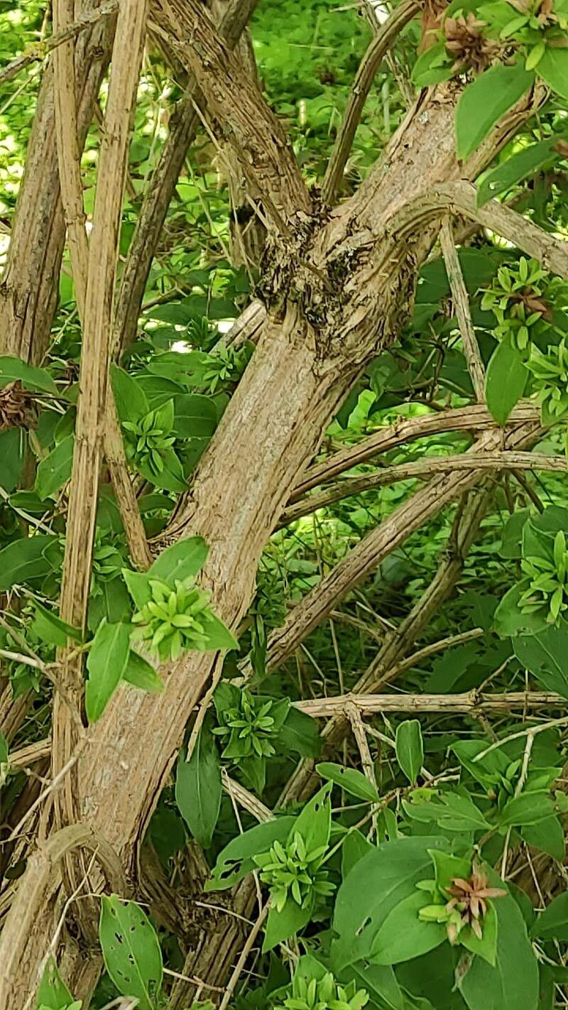 Zabelia tyaihyoni bark