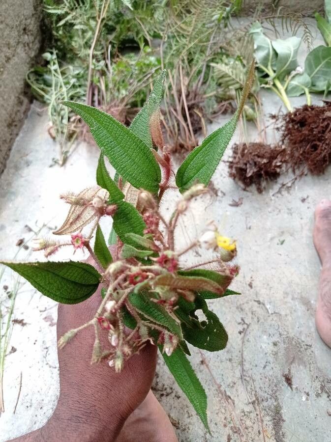 Miconia longicoma leaf