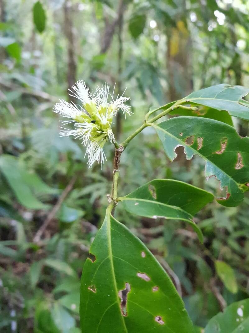 Inga golfodulcensis flower