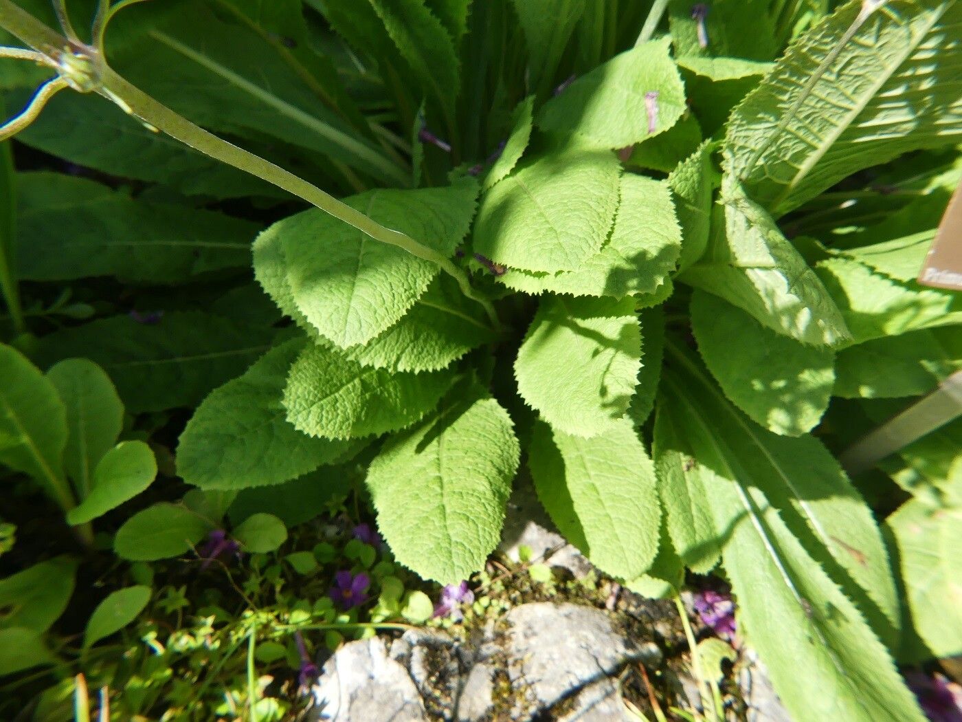 Primula beesiana leaf