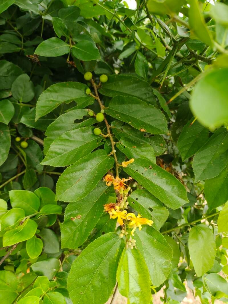 Grewia flavescens flower