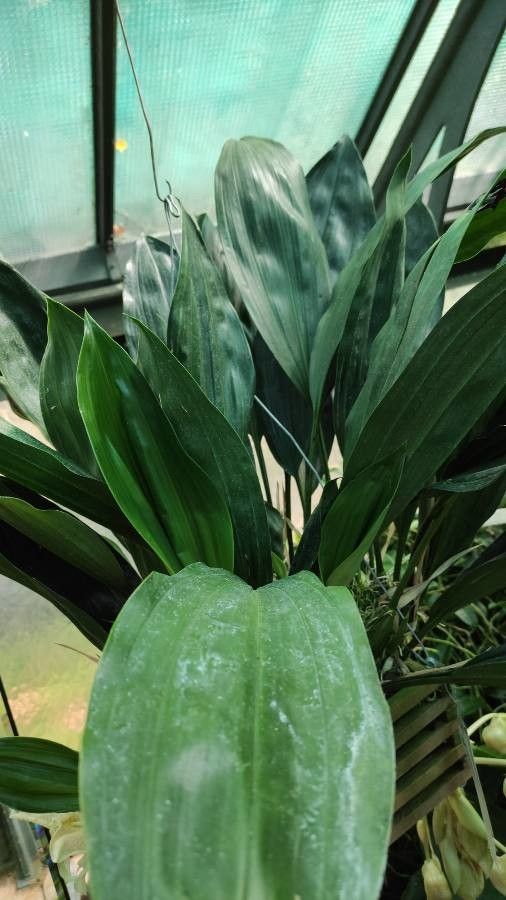 Stanhopea oculata — search result for 'Stanhopea'