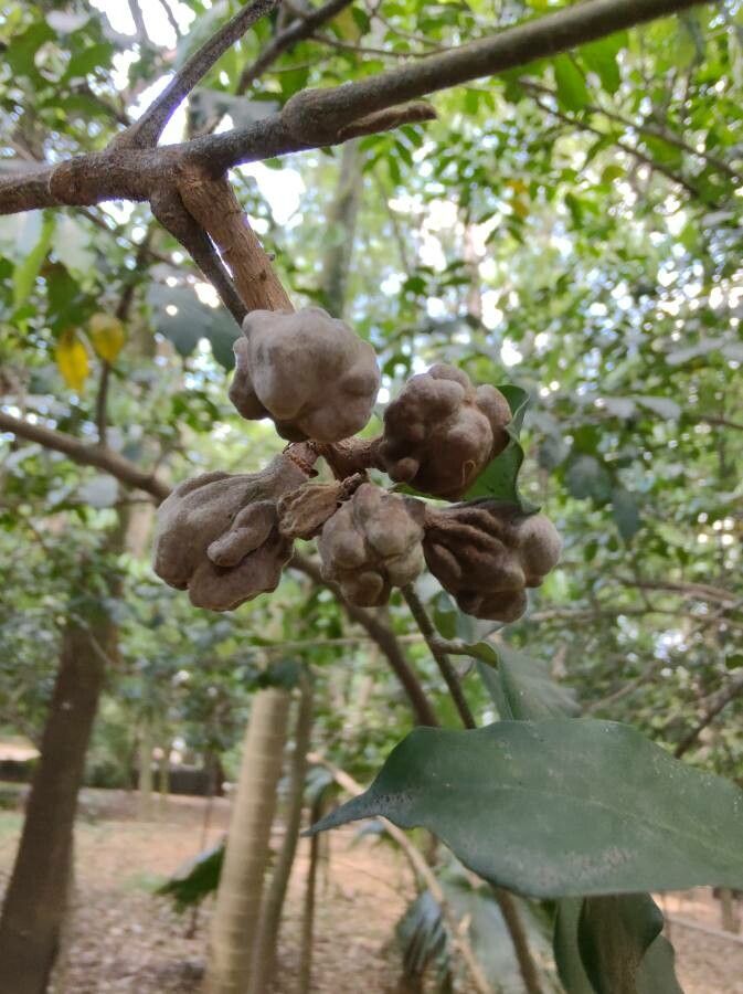 Khaya grandifoliola fruit