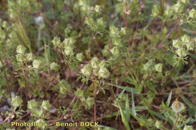 Malva aegyptia habit