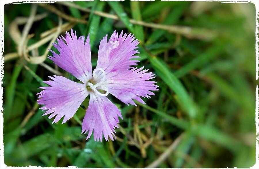 Dianthus gallicus flower