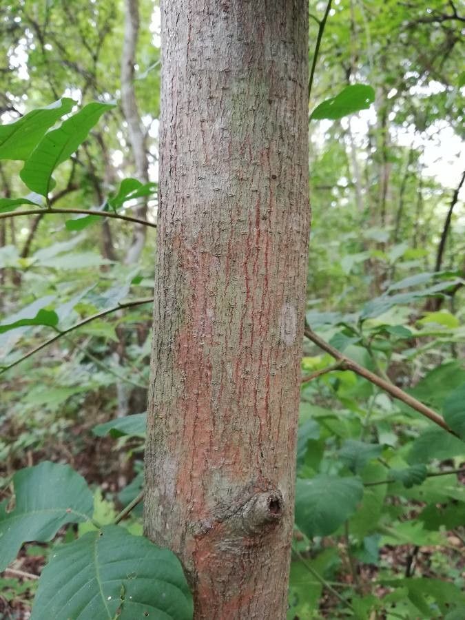 Sapranthus palanga bark