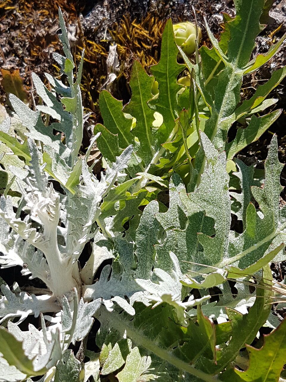 Cirsium douglasii leaf
