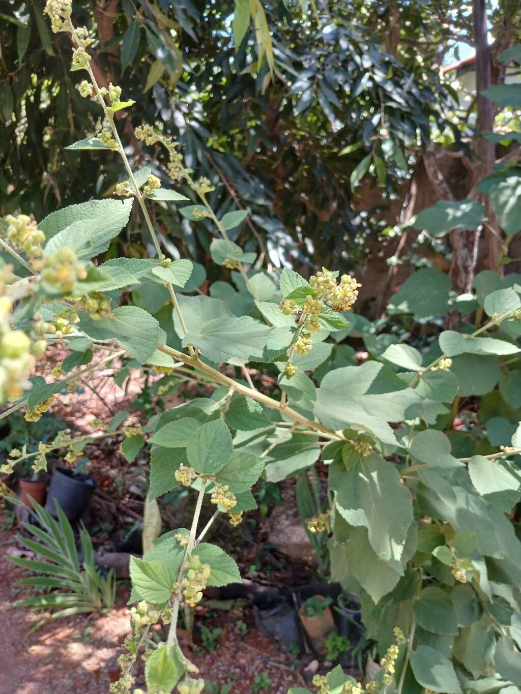 Sidastrum micranthum other