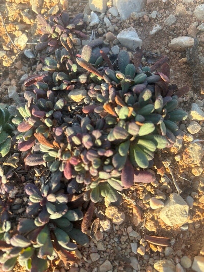 Limonium rigualii leaf
