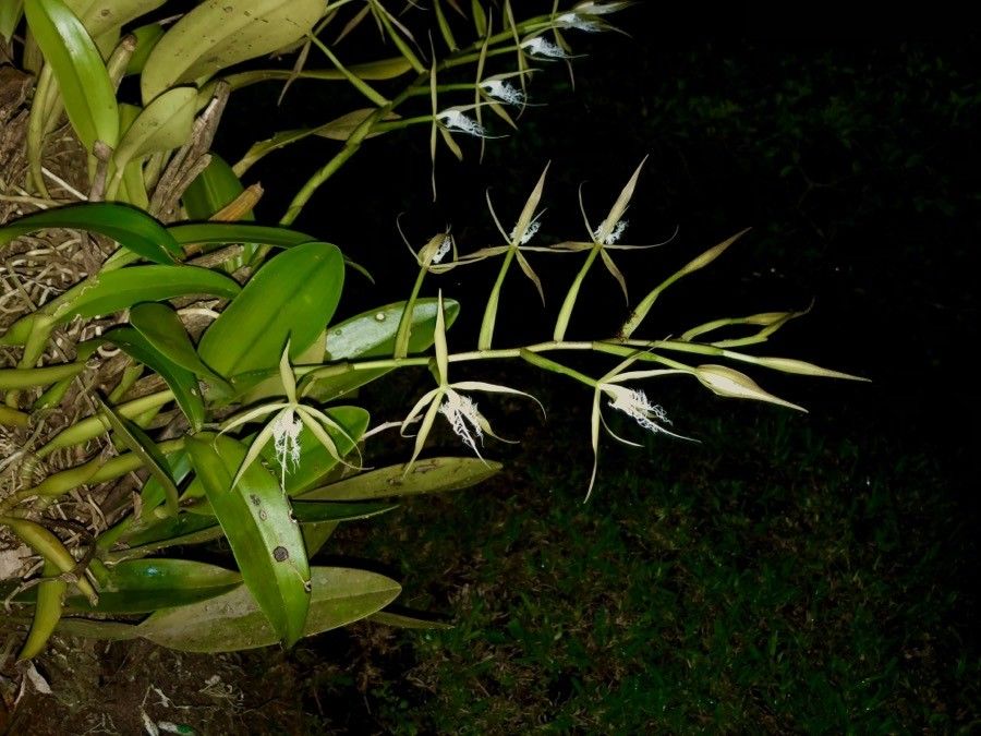 Epidendrum ciliare flower
