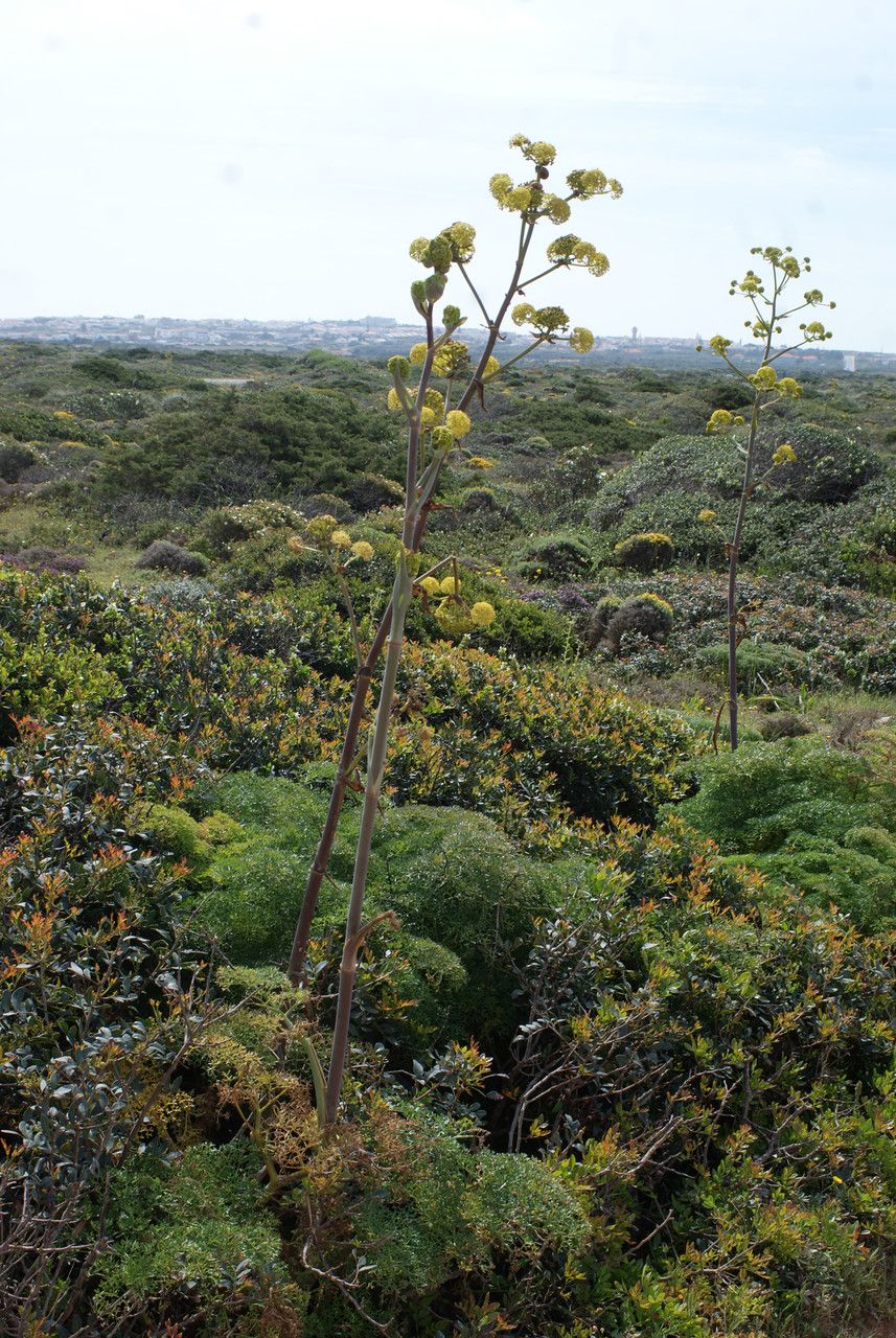 Ferula tingitana habit
