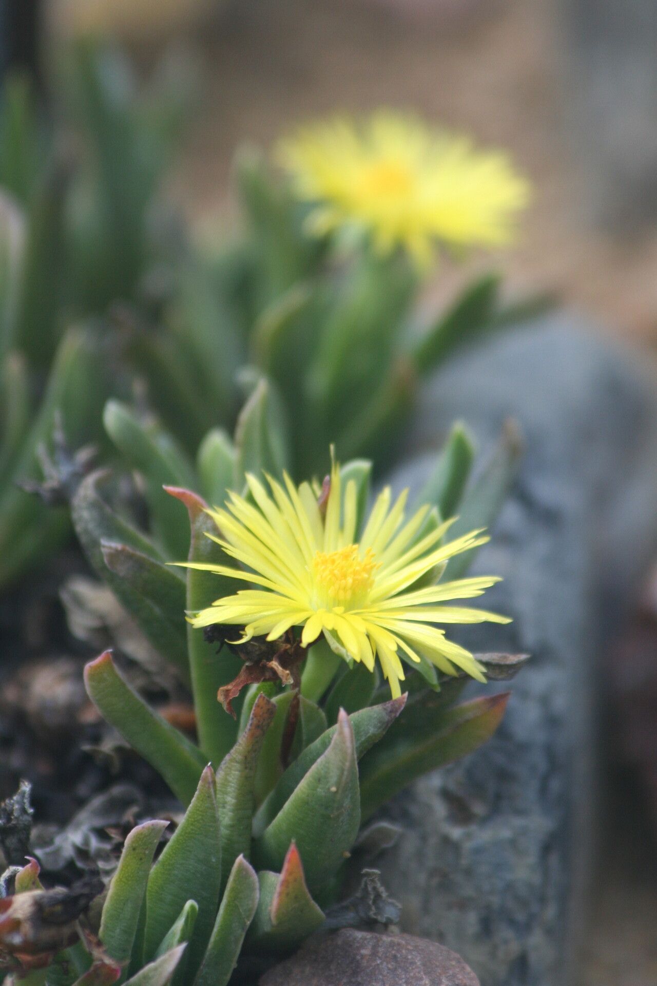 Bergeranthus multiceps flower