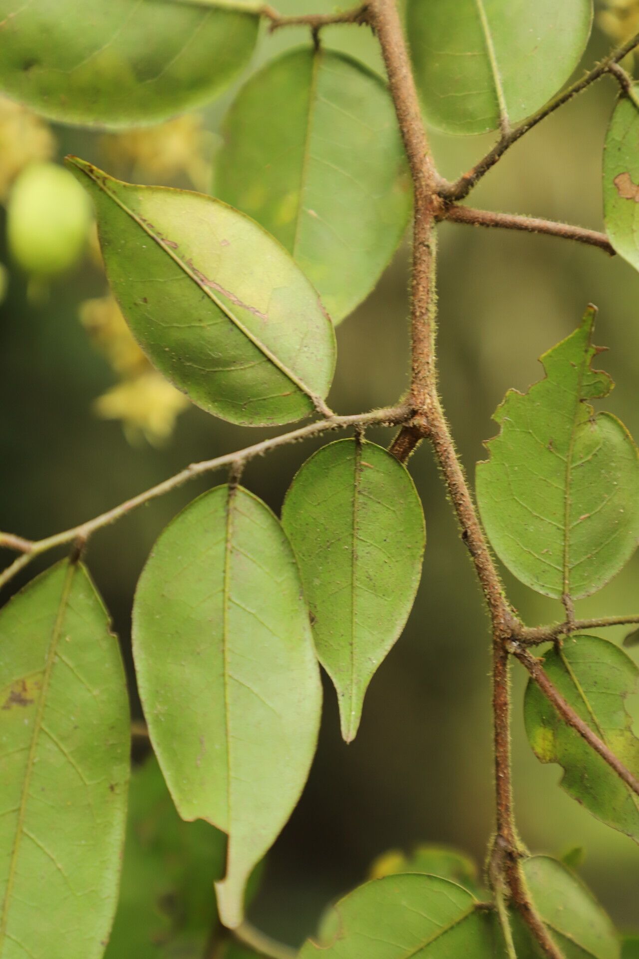 Dialium tessmannii leaf