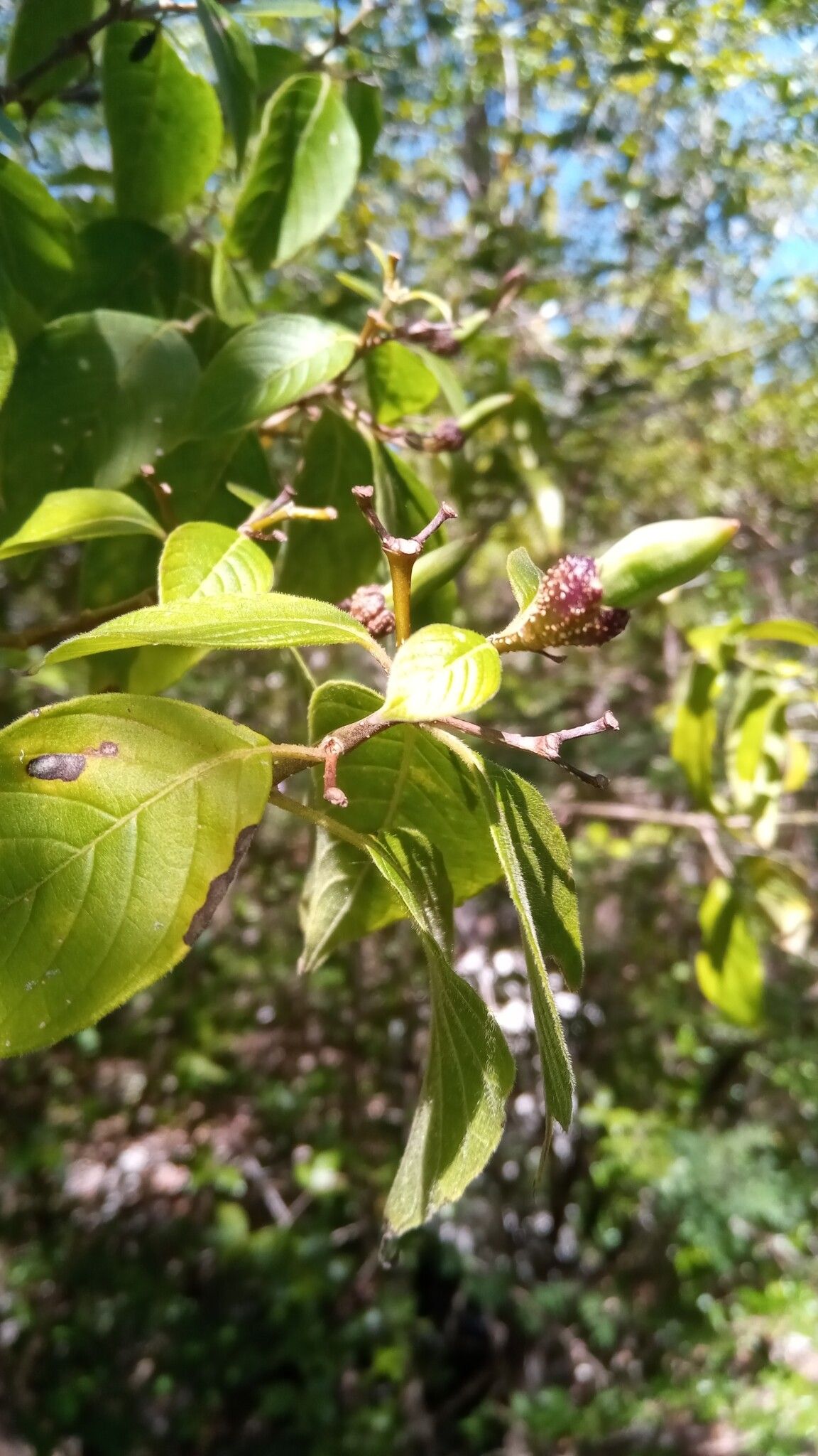 Ruellia geayi fruit
